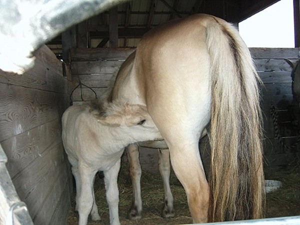 suckling colt