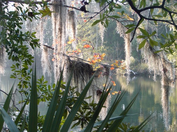 Spanish Moss