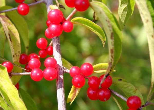Red Berries in Sunlight
