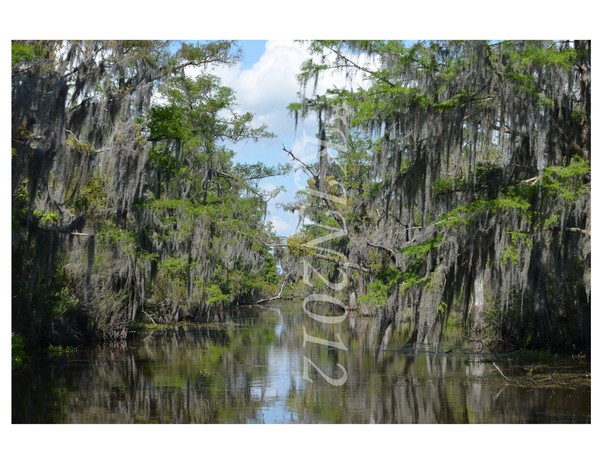 Swamp Tour #1