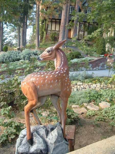 fawn