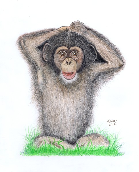 Chimpanzee