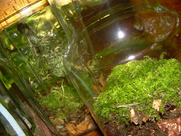 Terrarium #5