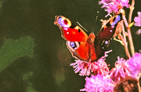 Red Butterfly