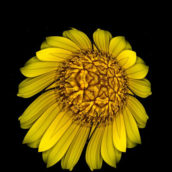 Daisy