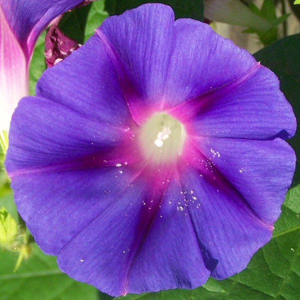 Morning Glory Dusted in Pollen