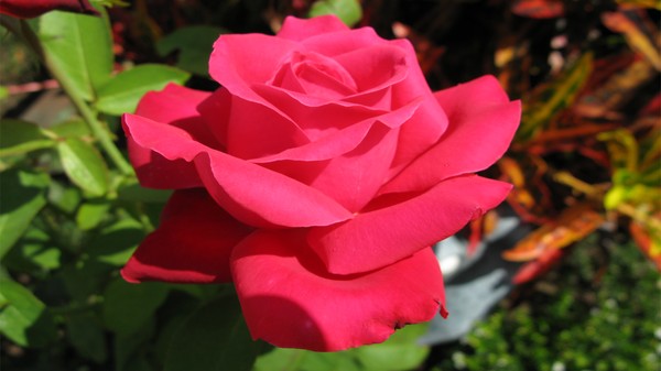 RedRose001
