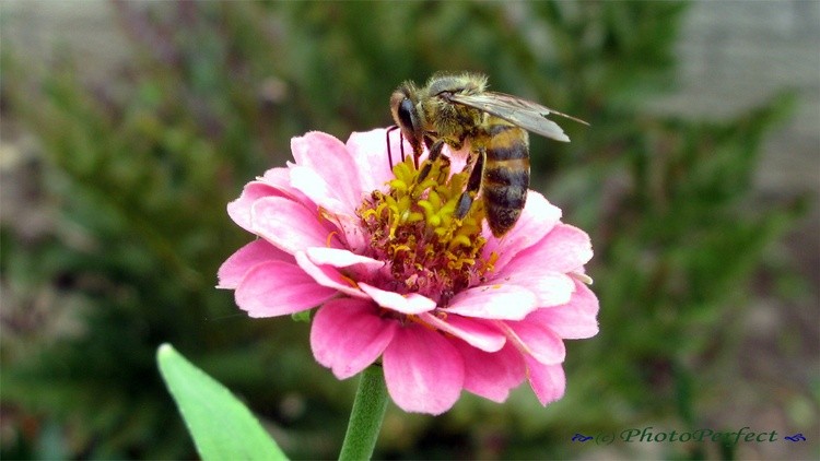 Bee001