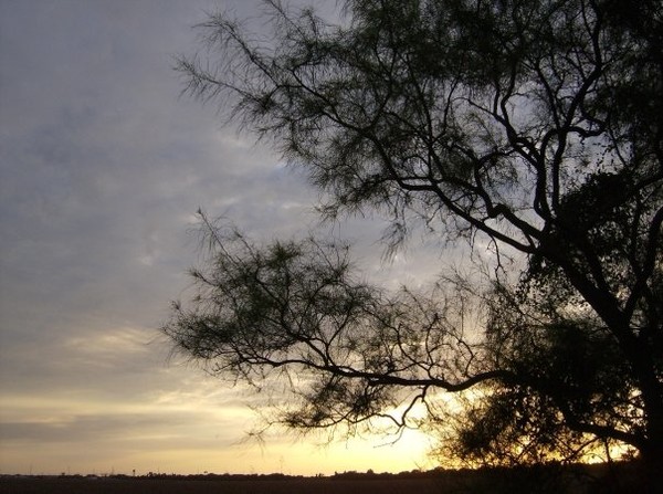 tree