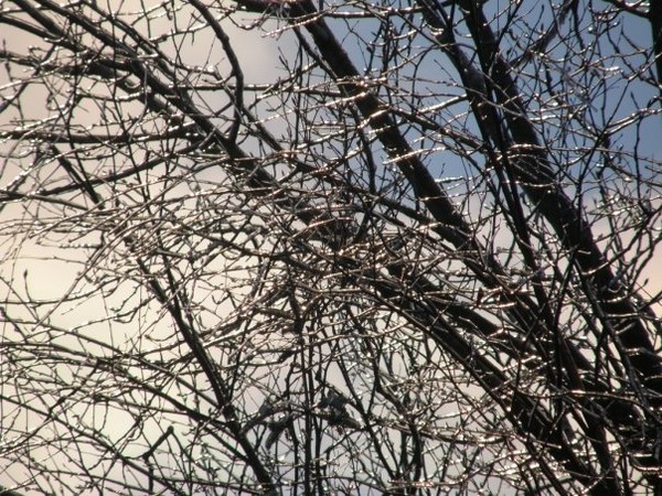iced branches 2