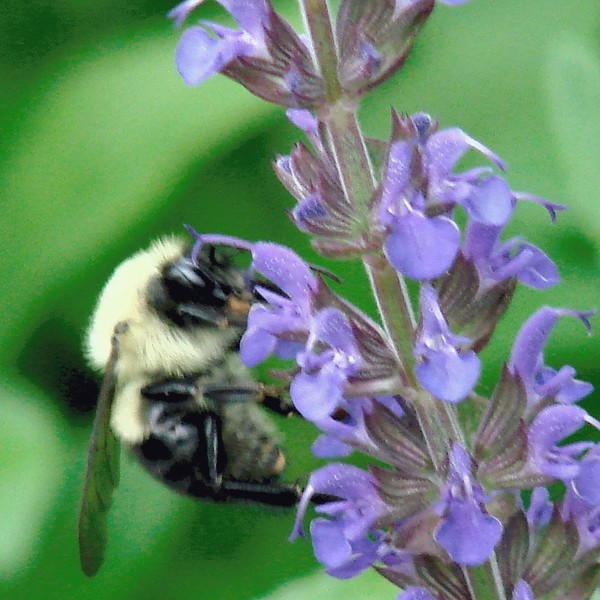 nectar fill