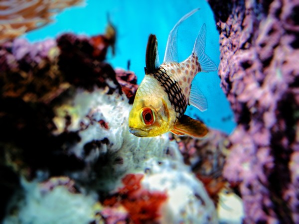 Fish