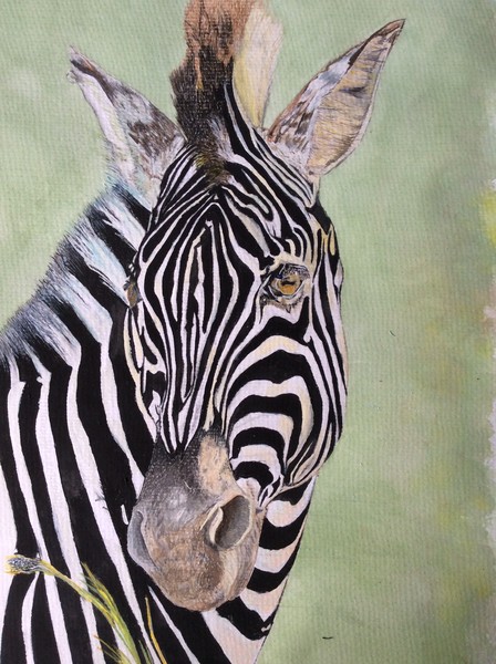 Kate's Zebra