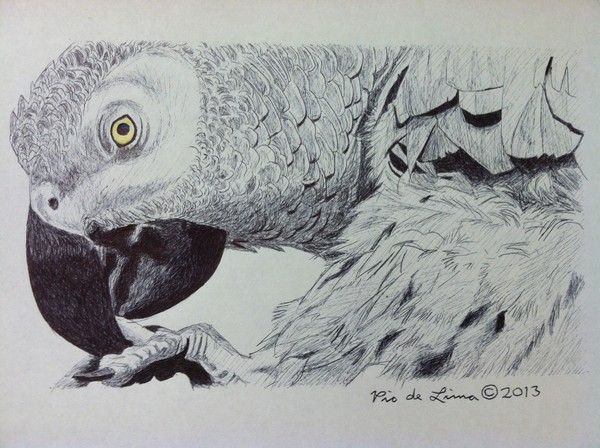 African Grey Parrot (Original Artwork Sold)