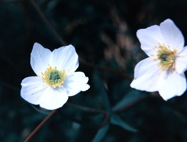 Fragility