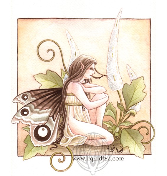 Black Cohosh Fae
