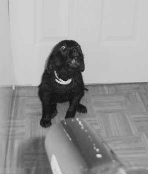 OH NO!! Not the hair dryer!!!