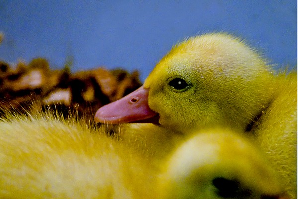 Duckling
