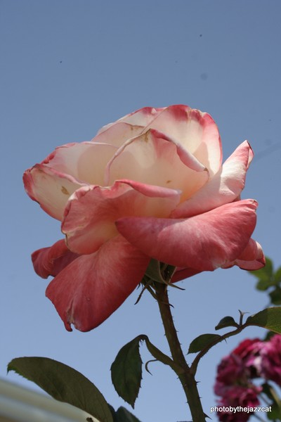 pink and white on blue