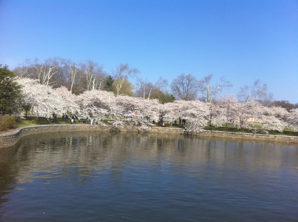 Cherry Blossoms