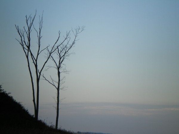 winter trees