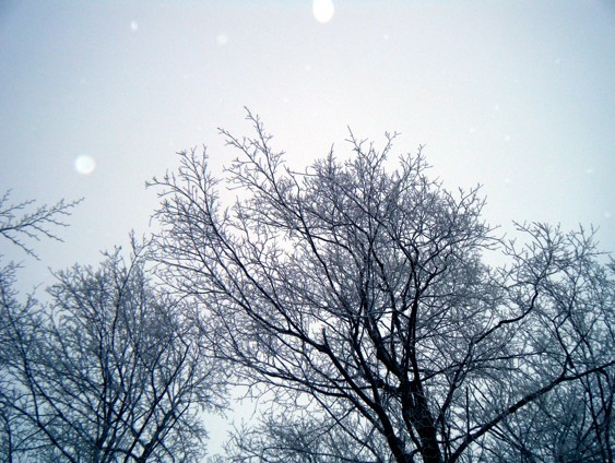 Snowy Trees