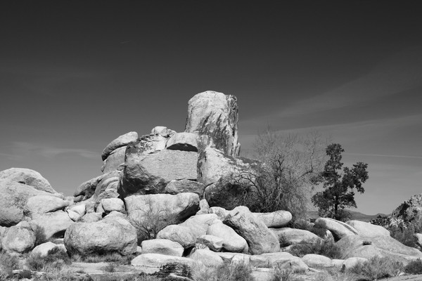 Joshua Tree National Park Image 5 Blk/Wht