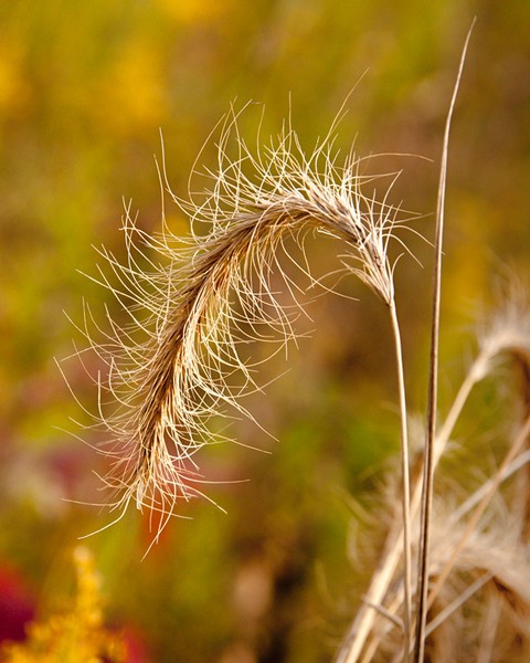 Dry Grass