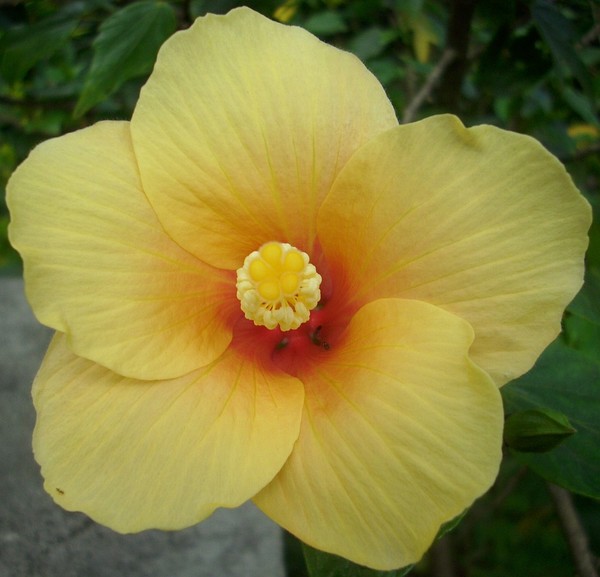 Yellow Hibiscus