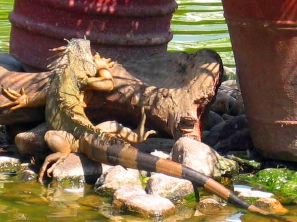 Lonely Iguana