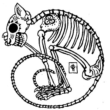 Skeleton Cat