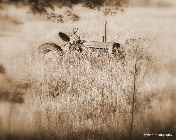 Farmall Out to Pasture 