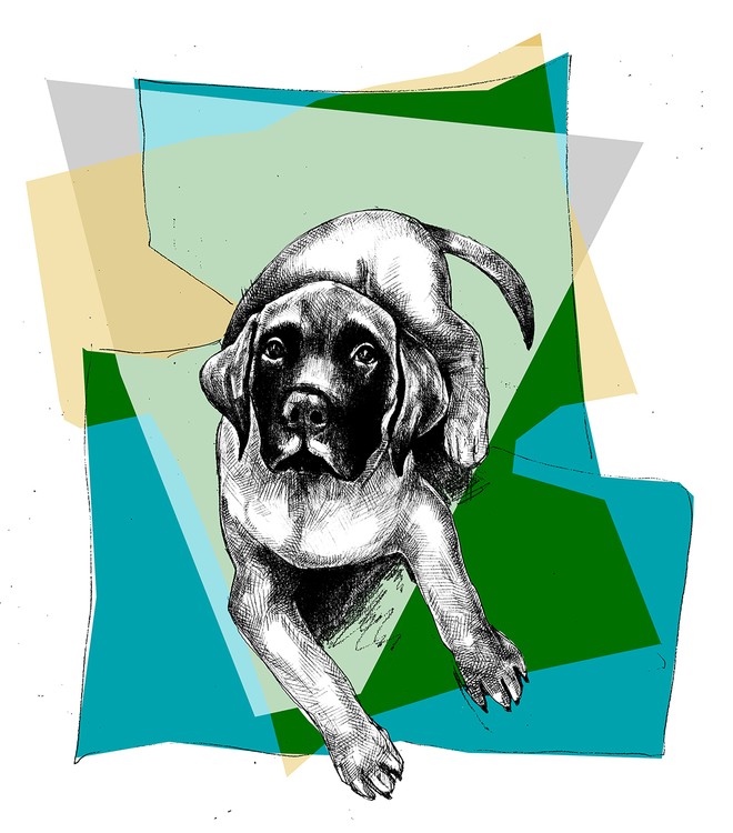 josie dog