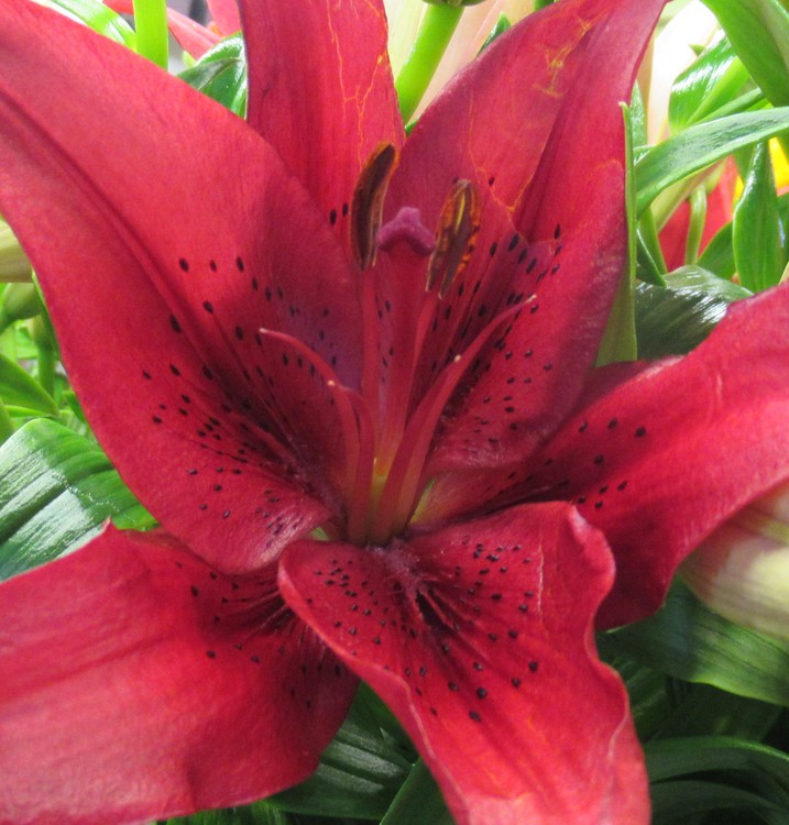 RED LILY