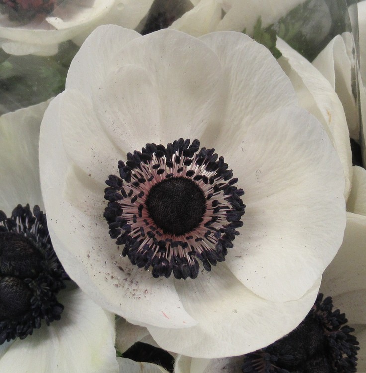 WHITE ANEMONE
