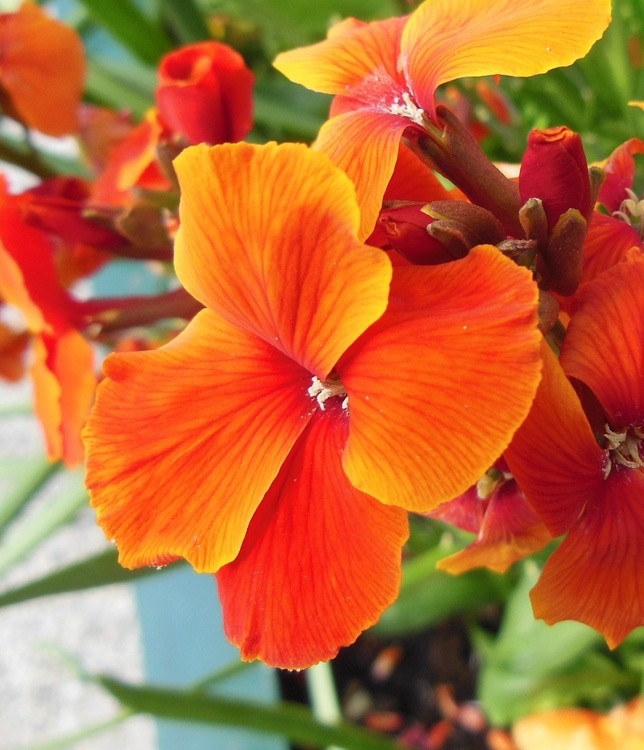 VIBRANT COLOR