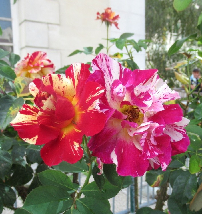 SEPTEMBER ROSES !
