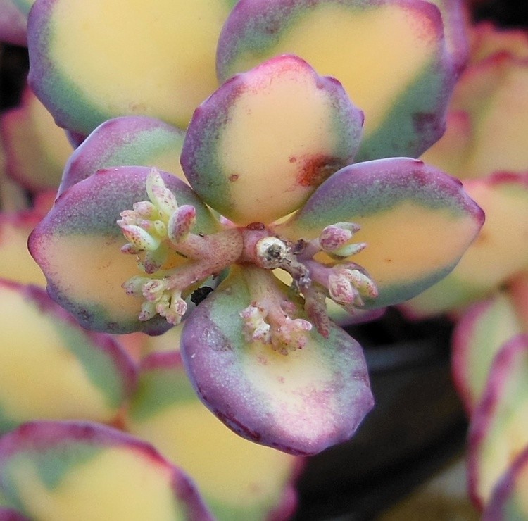 SUCCULENTE