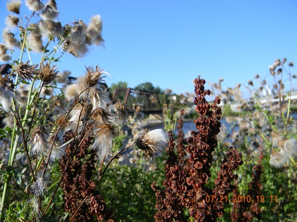 Cedar River