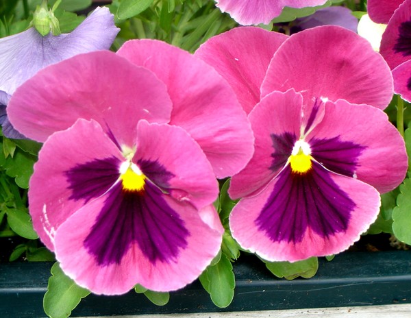 Two Pink Pansies