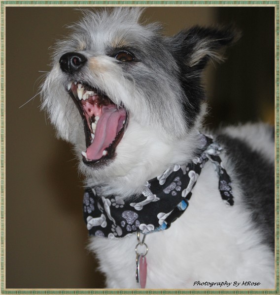 My Dog Sonny Boy Loyd