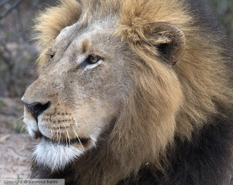 serie This is Africa/ Big cat 4