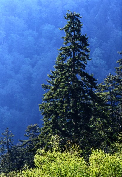 Single Evergreen in Smoky Mountains National Park