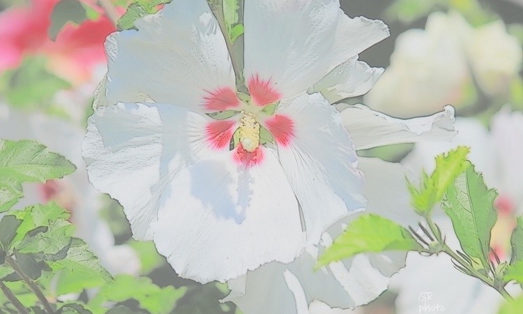 Flower of white