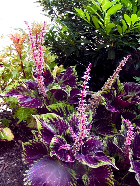 Garden bouquet