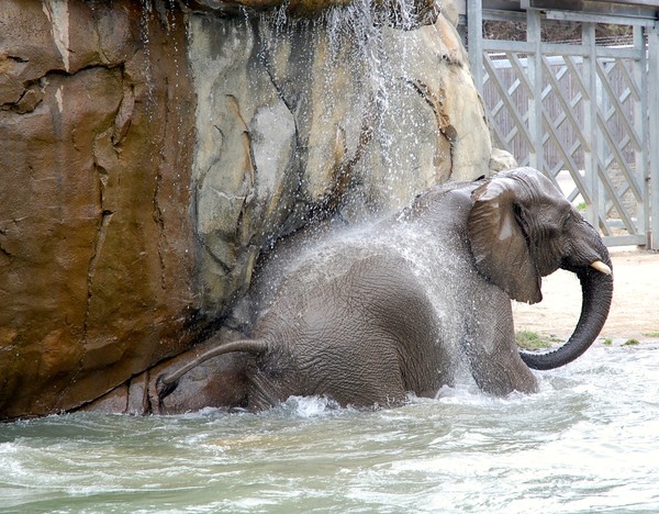 Pachyderm