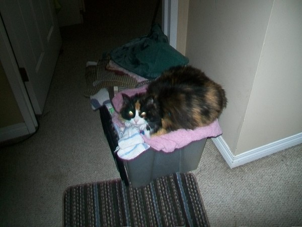 cat