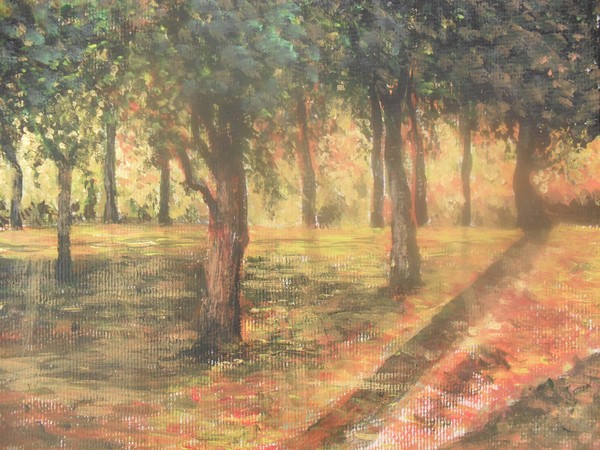 trees and shadows