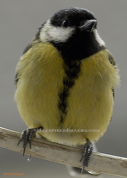 Great Tit