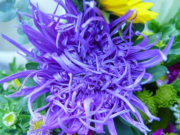 Funky Blue Bloom